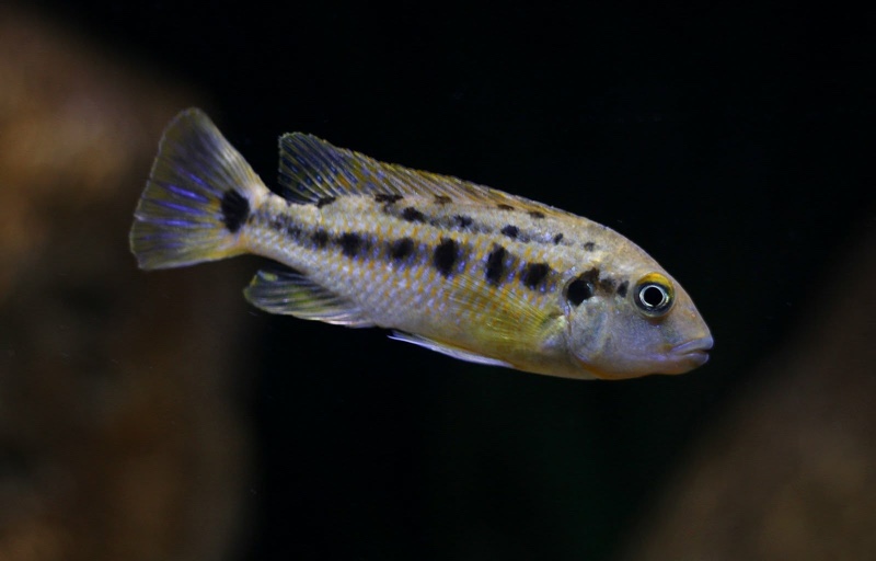 Pseudotropheus sp. 'williamsi north' Manda
